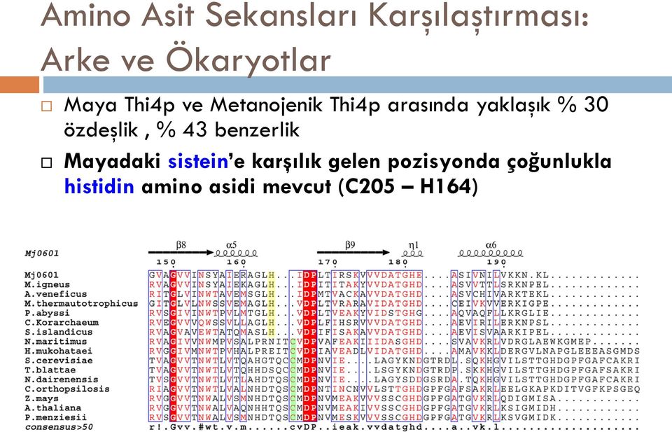 özdeşlik, % 43 benzerlik Mayadaki sistein e karşılık gelen