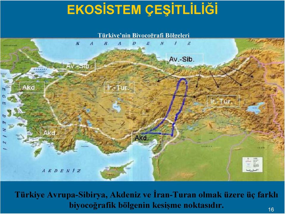 Avrupa-Sibirya, Akdeniz ve İran-Turan