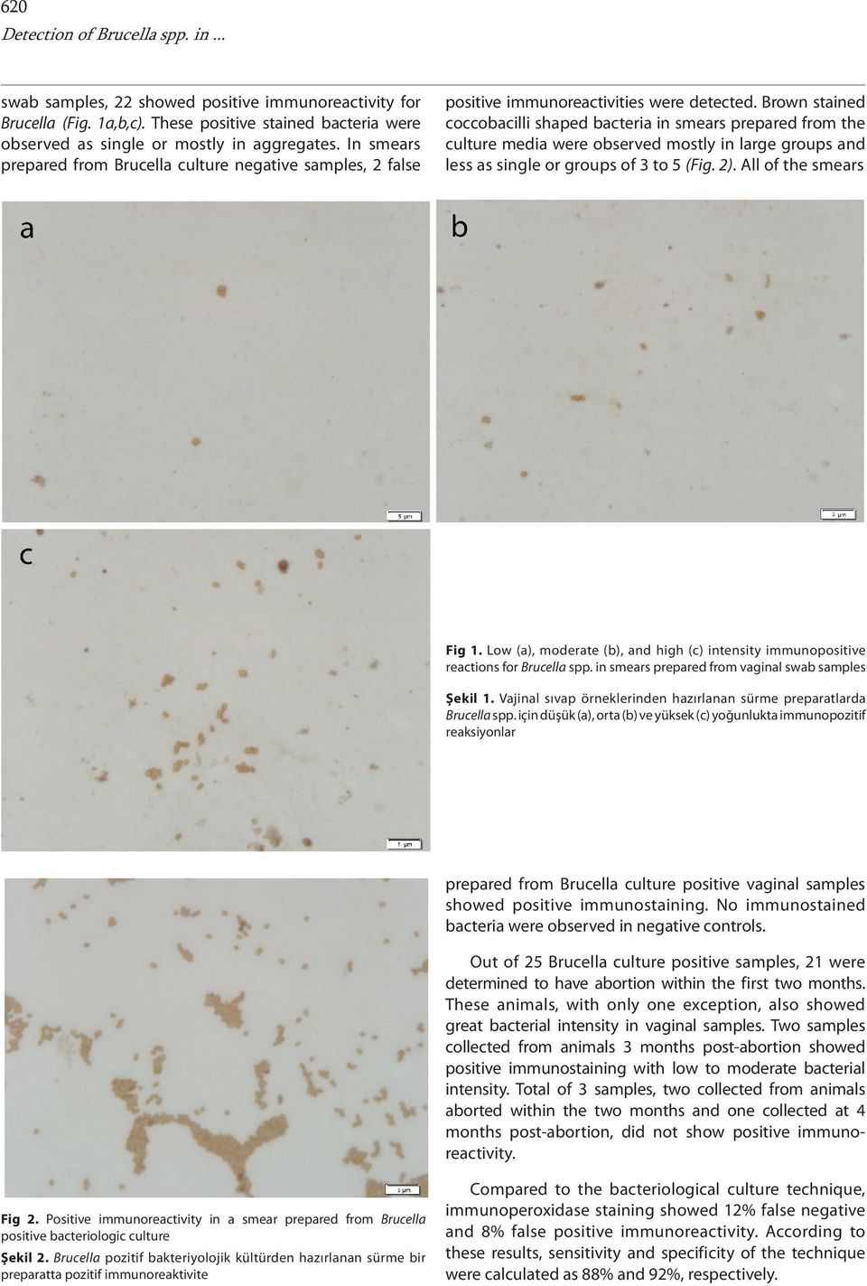 Brown stained coccobacilli shaped bacteria in smears prepared from the culture media were observed mostly in large groups and less as single or groups of 3 to 5 (Fig. 2). All of the smears Fig 1.