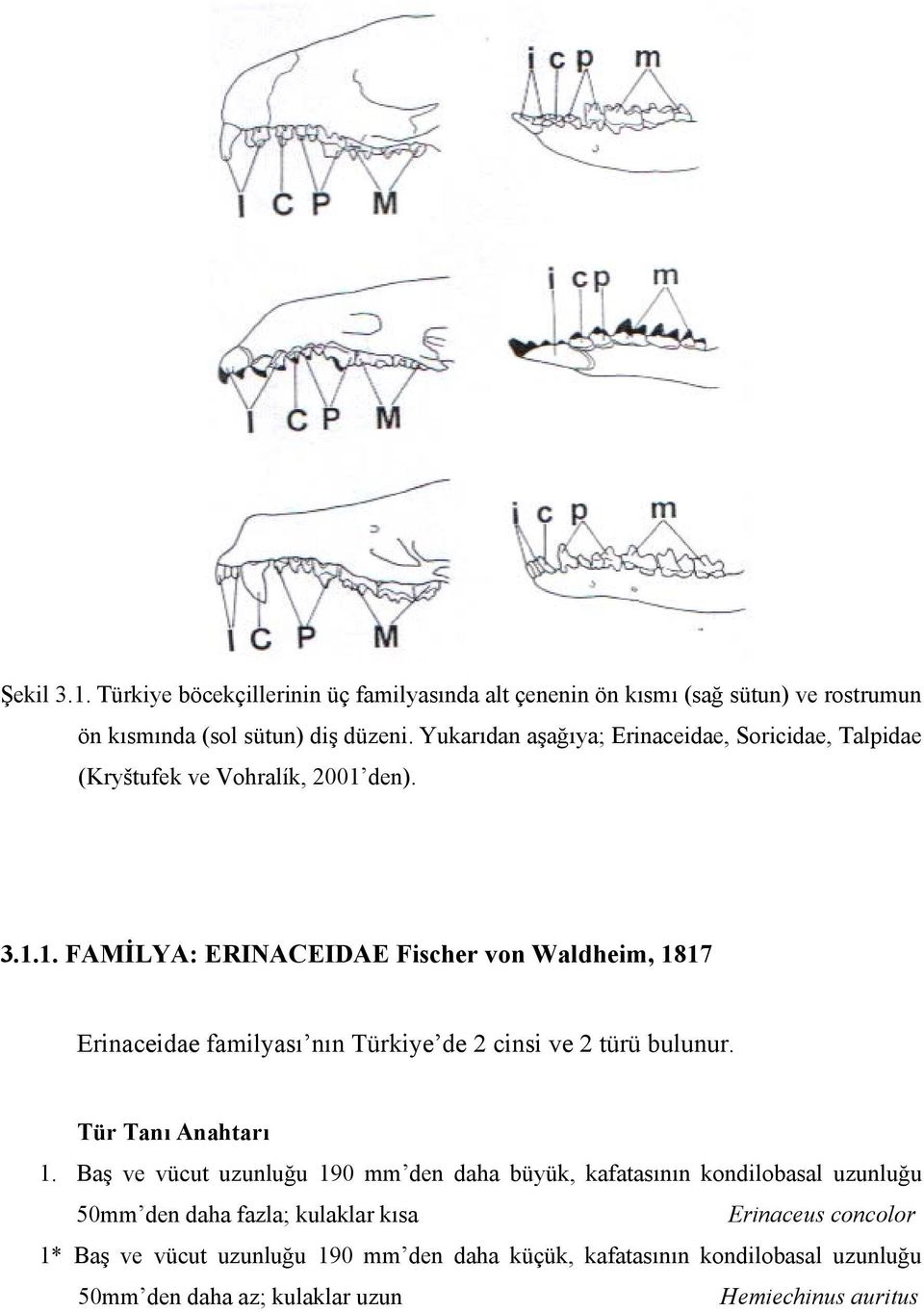 den). 3.1.1. FAMİLYA: ERINACEIDAE Fischer von Waldheim, 1817 Erinaceidae familyası nın Türkiye de 2 cinsi ve 2 türü bulunur. Tür Tanı Anahtarı 1.
