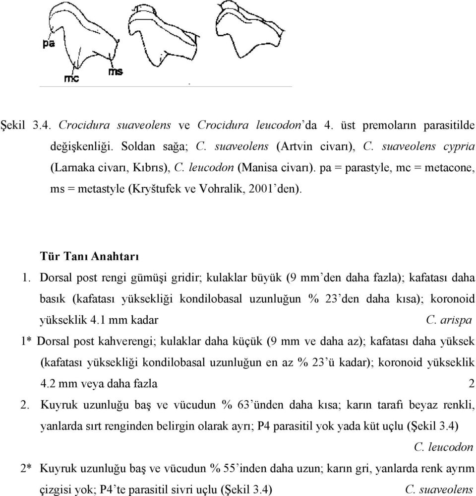 Dorsal post rengi gümüşi gridir; kulaklar büyük (9 mm den daha fazla); kafatası daha basık (kafatası yüksekliği kondilobasal uzunluğun % 23 den daha kısa); koronoid yükseklik 4.1 mm kadar C.