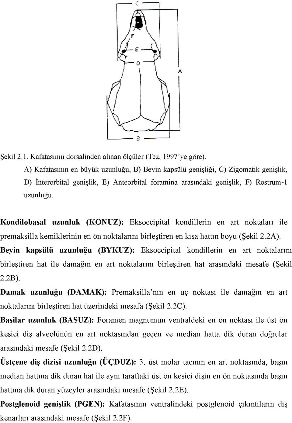 Kondilobasal uzunluk (KONUZ): Eksoccipital kondillerin en art noktaları ile premaksilla kemiklerinin en ön noktalarını birleştiren en kısa hattın boyu (Şekil 2.2A).