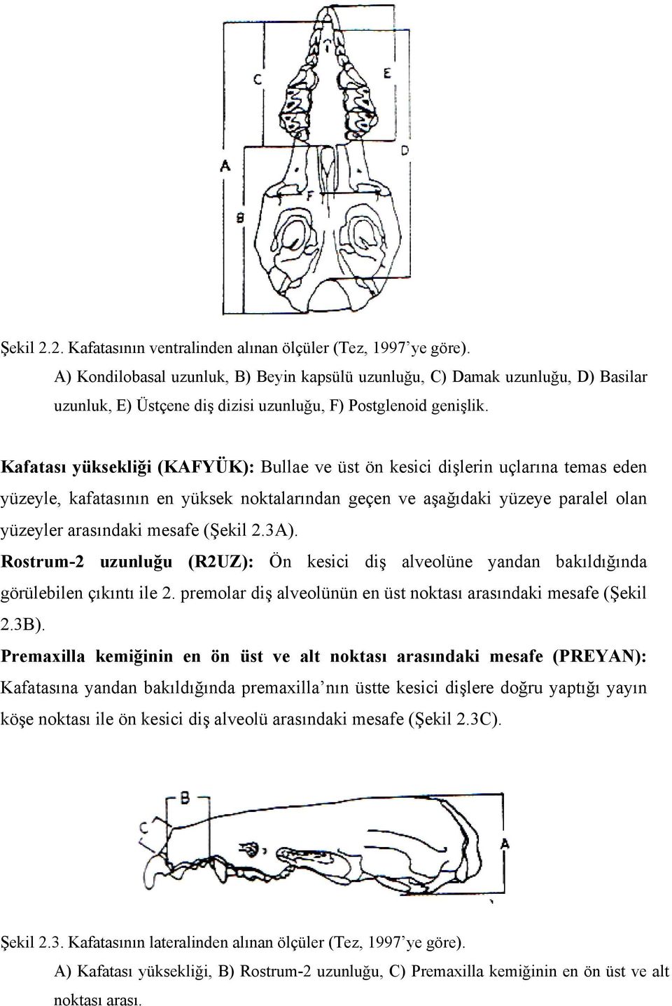 Kafatası yüksekliği (KAFYÜK): Bullae ve üst ön kesici dişlerin uçlarına temas eden yüzeyle, kafatasının en yüksek noktalarından geçen ve aşağıdaki yüzeye paralel olan yüzeyler arasındaki mesafe