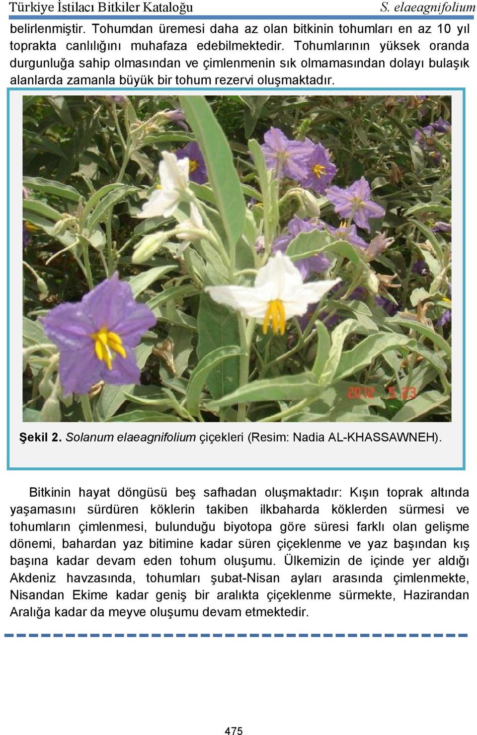 Solanum elaeagnifolium çiçekleri (Resim: Nadia AL-KHASSAWNEH).