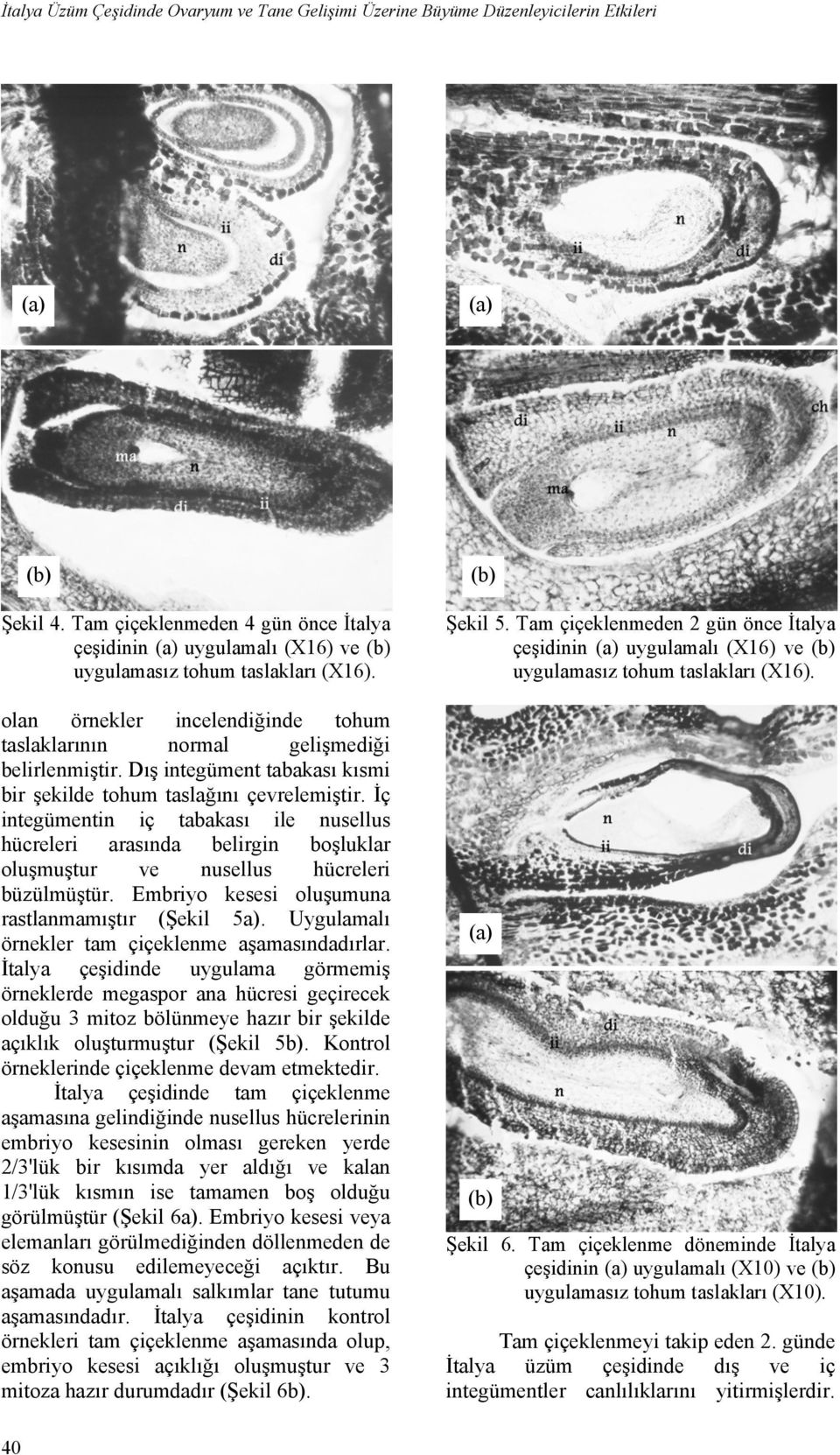 İç integümentin iç tabakası ile nusellus hücreleri arasında belirgin boşluklar oluşmuştur ve nusellus hücreleri büzülmüştür. Embriyo kesesi oluşumuna rastlanmamıştır (Şekil 5a).