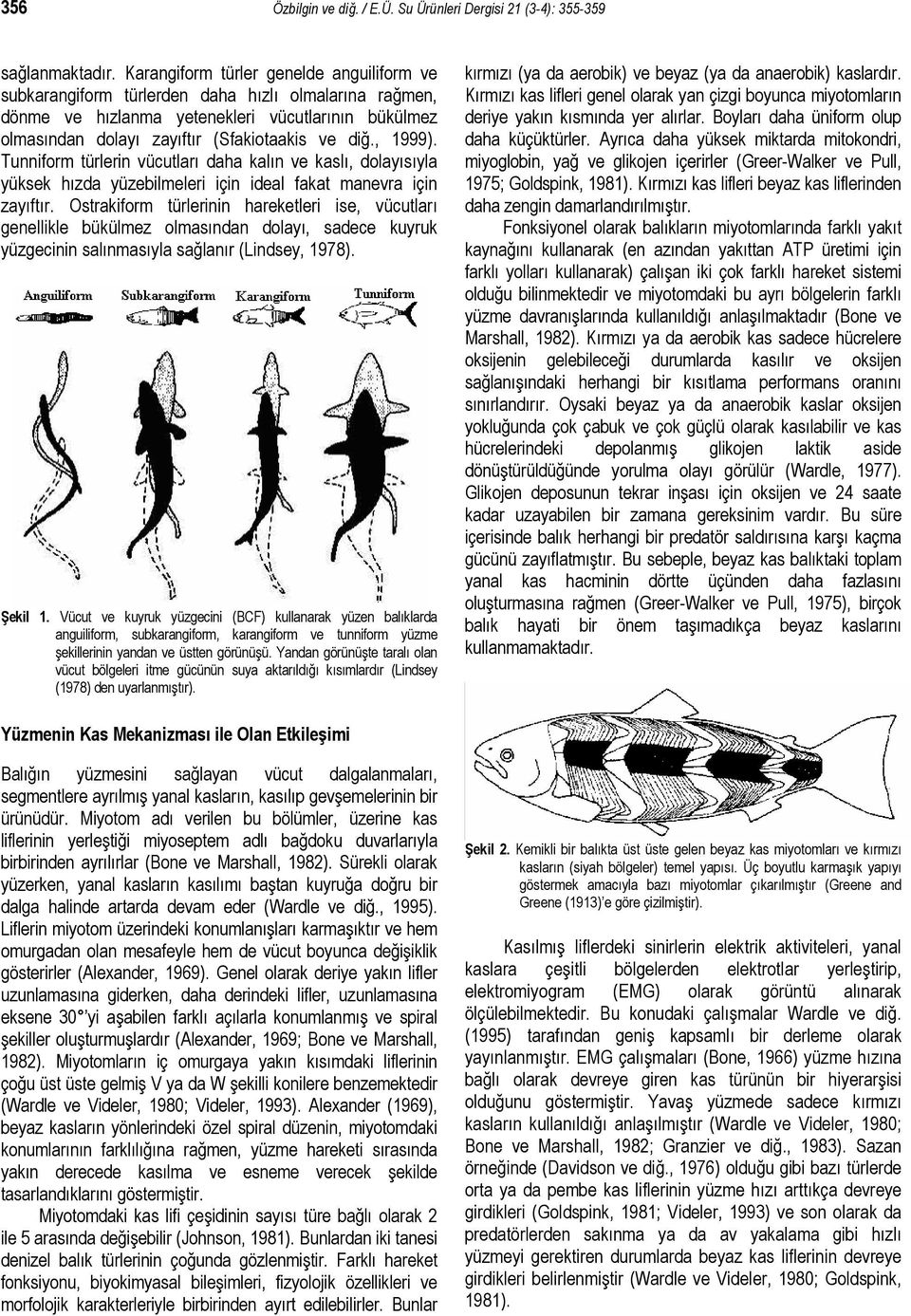 , 1999). Tunniform türlerin vücutları daha kalın ve kaslı, dolayısıyla yüksek hızda yüzebilmeleri için ideal fakat manevra için zayıftır.