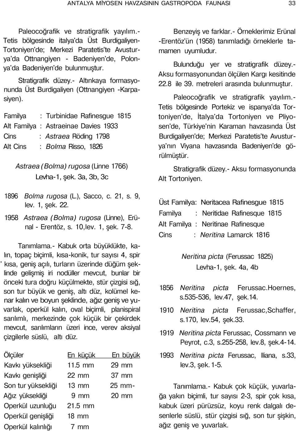 Familya : Turbinidae Rafinesgue 1815 Alt Familya : Astraeinae Davies 1933 Cins : Astraea Röding 1798 Alt Cins : Bolma Risso, 1826 Astraea (Bolma) rugosa (Linne 1766) Levha-1, şek.