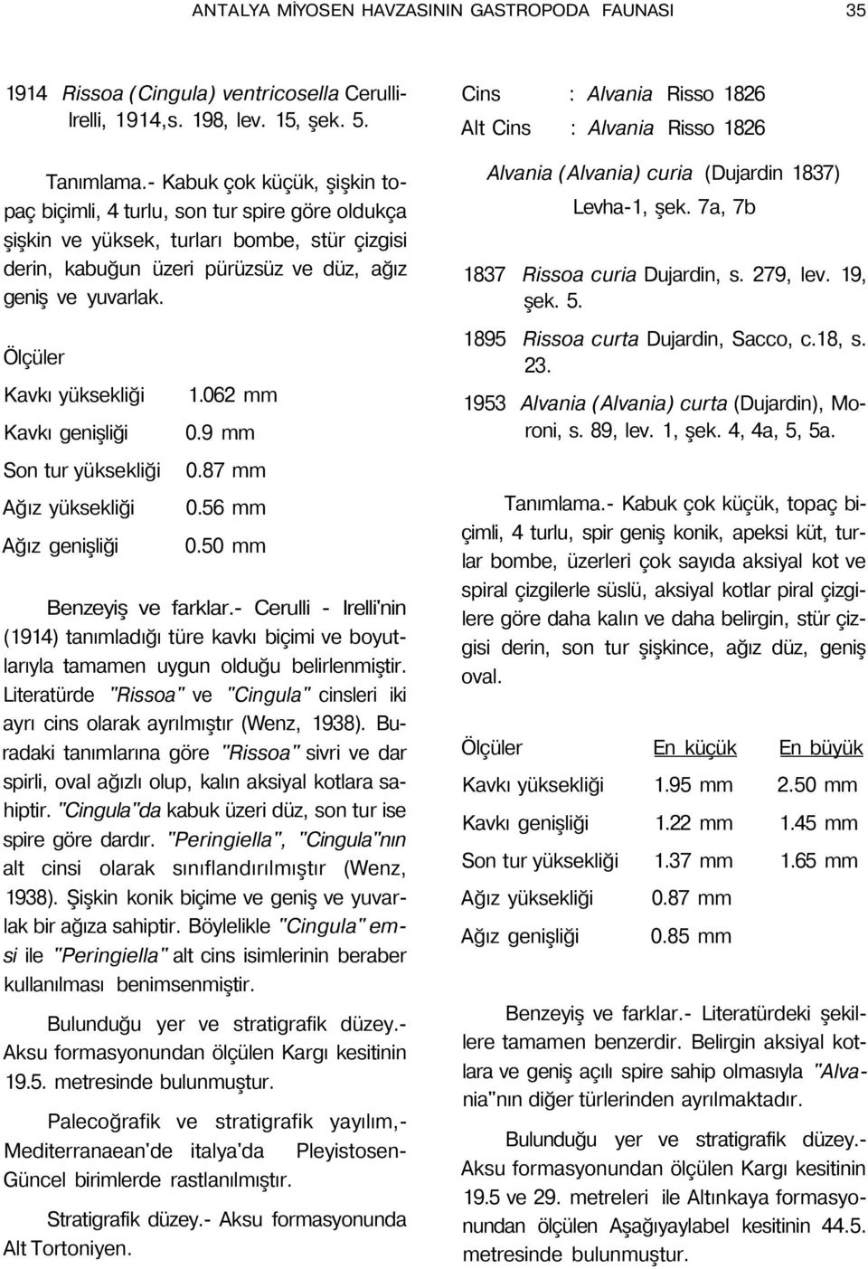 Ölçüler Kavkı yüksekliği Kavkı genişliği Son tur yüksekliği Ağız yüksekliği Ağız genişliği 1.062 mm 0.9 mm 0.87 mm 0.56 mm 0.50 mm Benzeyiş ve farklar.