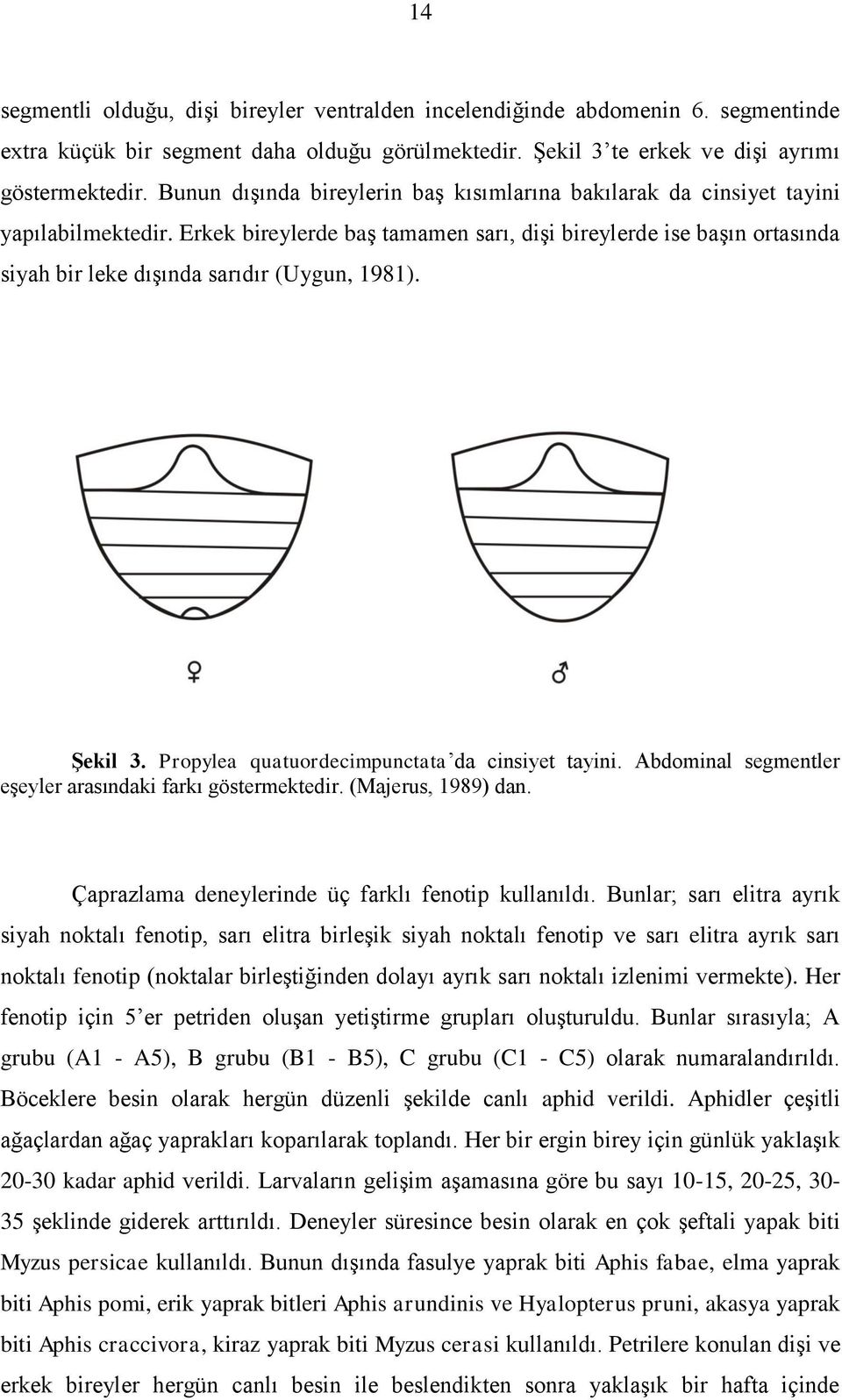 Erkek bireylerde baş tamamen sarı, dişi bireylerde ise başın ortasında siyah bir leke dışında sarıdır (Uygun, 1981). Şekil 3. Propylea quatuordecimpunctata da cinsiyet tayini.