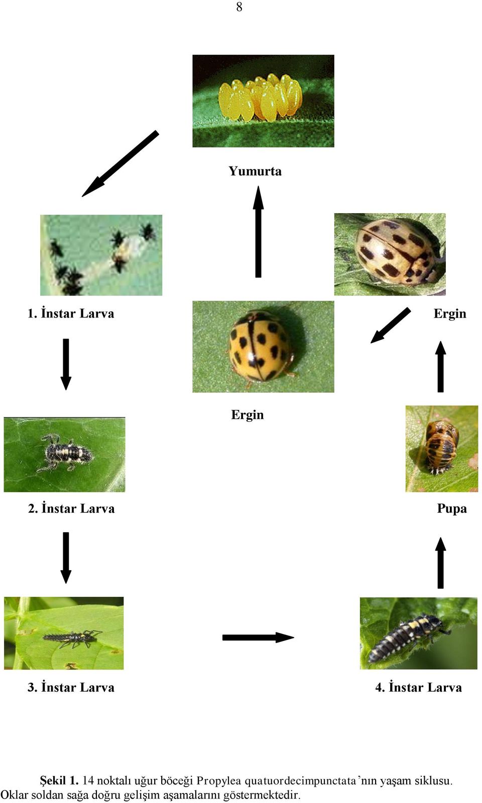 14 noktalı uğur böceği Propylea quatuordecimpunctata nın