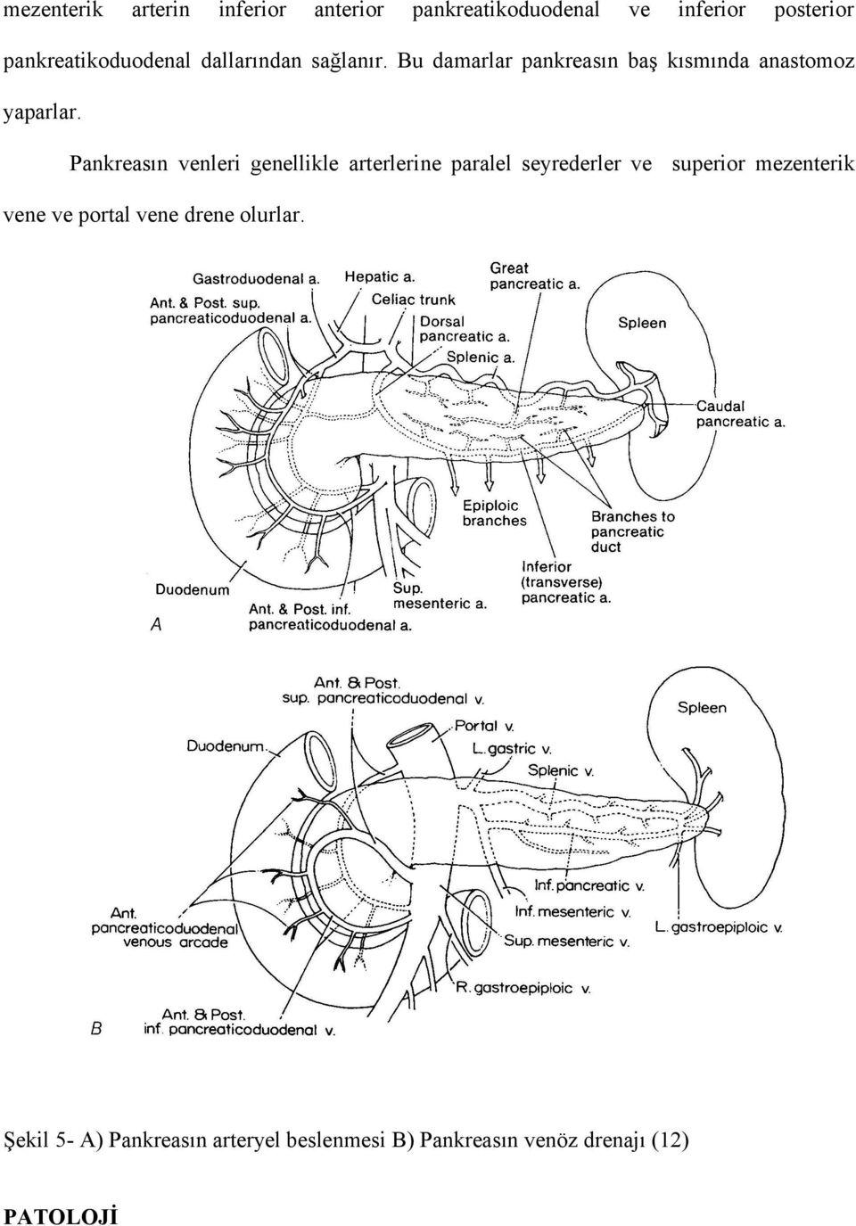 Bu damarlar pankreasın baş kısmında anastomoz yaparlar.