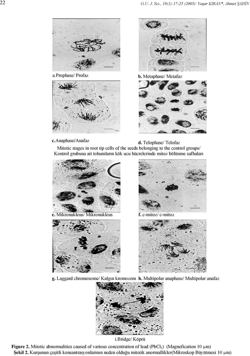 safhaları e. Mikronukleus/ Mikronukleus f. c-mitoz/ c-mitoz g. Laggard chromosome/ Kalgın kromozom h. Multipolar anaphase/ Multipolar anafaz i.