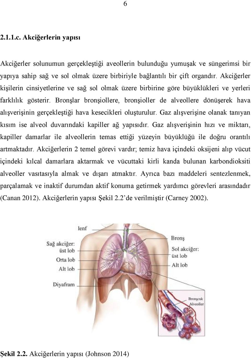 Bronşlar bronşiollere, bronşioller de alveollere dönüşerek hava alışverişinin gerçekleştiği hava kesecikleri oluşturulur.