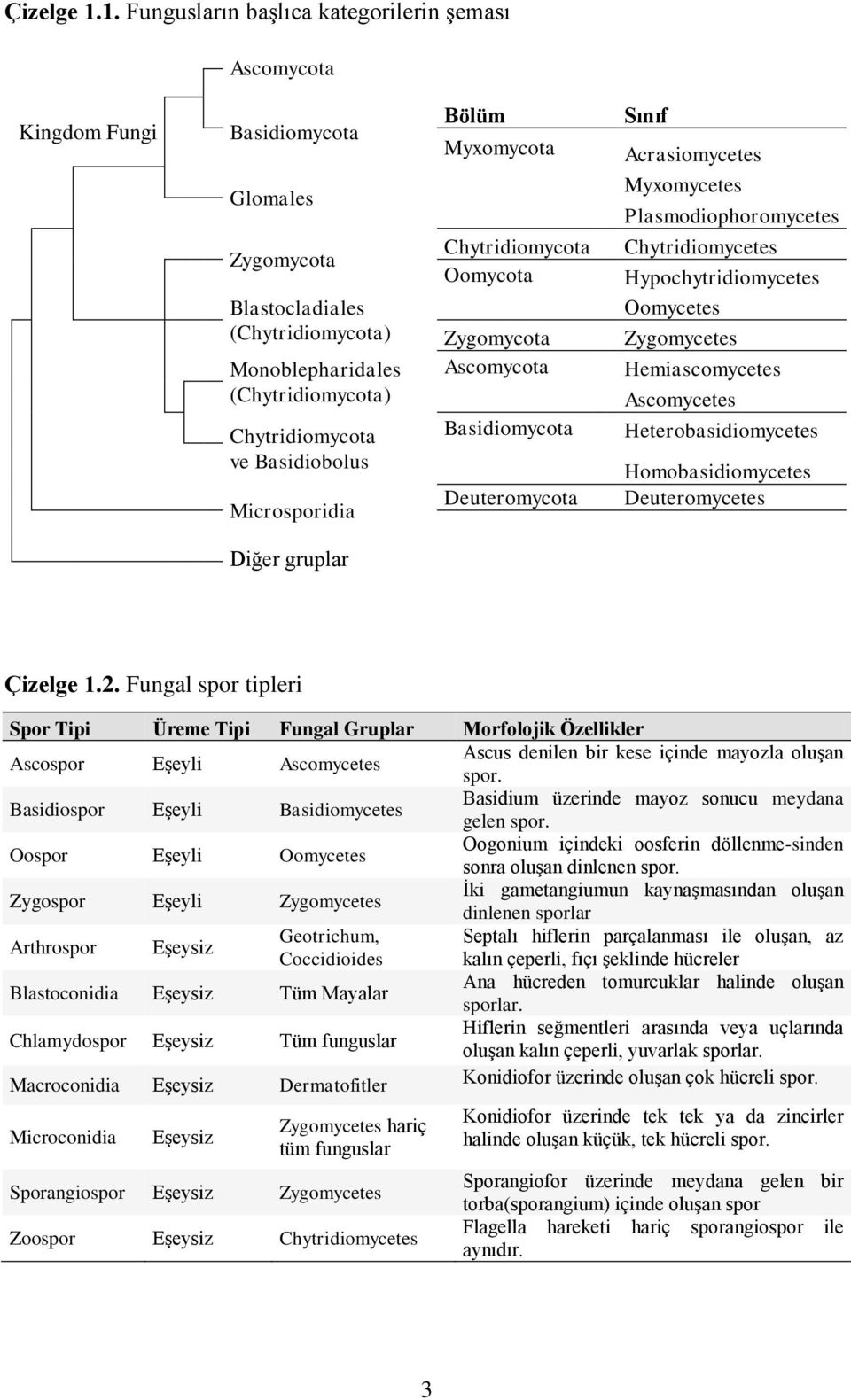 Basidiobolus Microsporidia Bölüm Myxomycota Chytridiomycota Oomycota Zygomycota Ascomycota Basidiomycota Deuteromycota Sınıf Acrasiomycetes Myxomycetes Plasmodiophoromycetes Chytridiomycetes