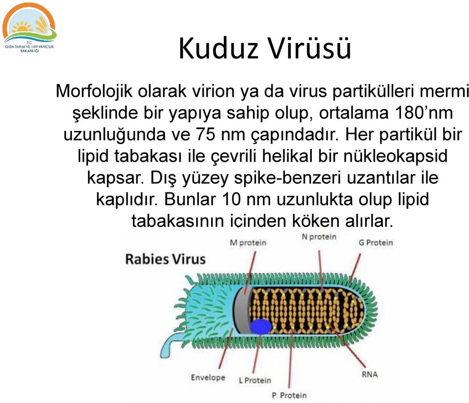 Her partikül bir lipid tabakası ile çevrili helikal bir nükleokapsid kapsar.