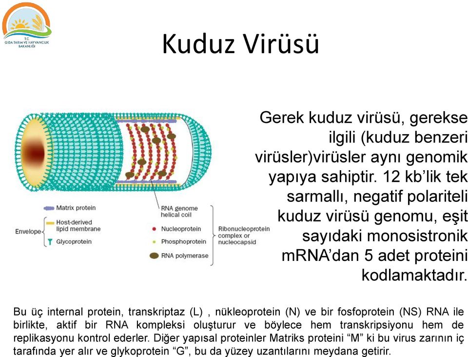 Bu üç internal protein, transkriptaz (L), nükleoprotein (N) ve bir fosfoprotein (NS) RNA ile birlikte, aktif bir RNA kompleksi oluşturur ve böylece