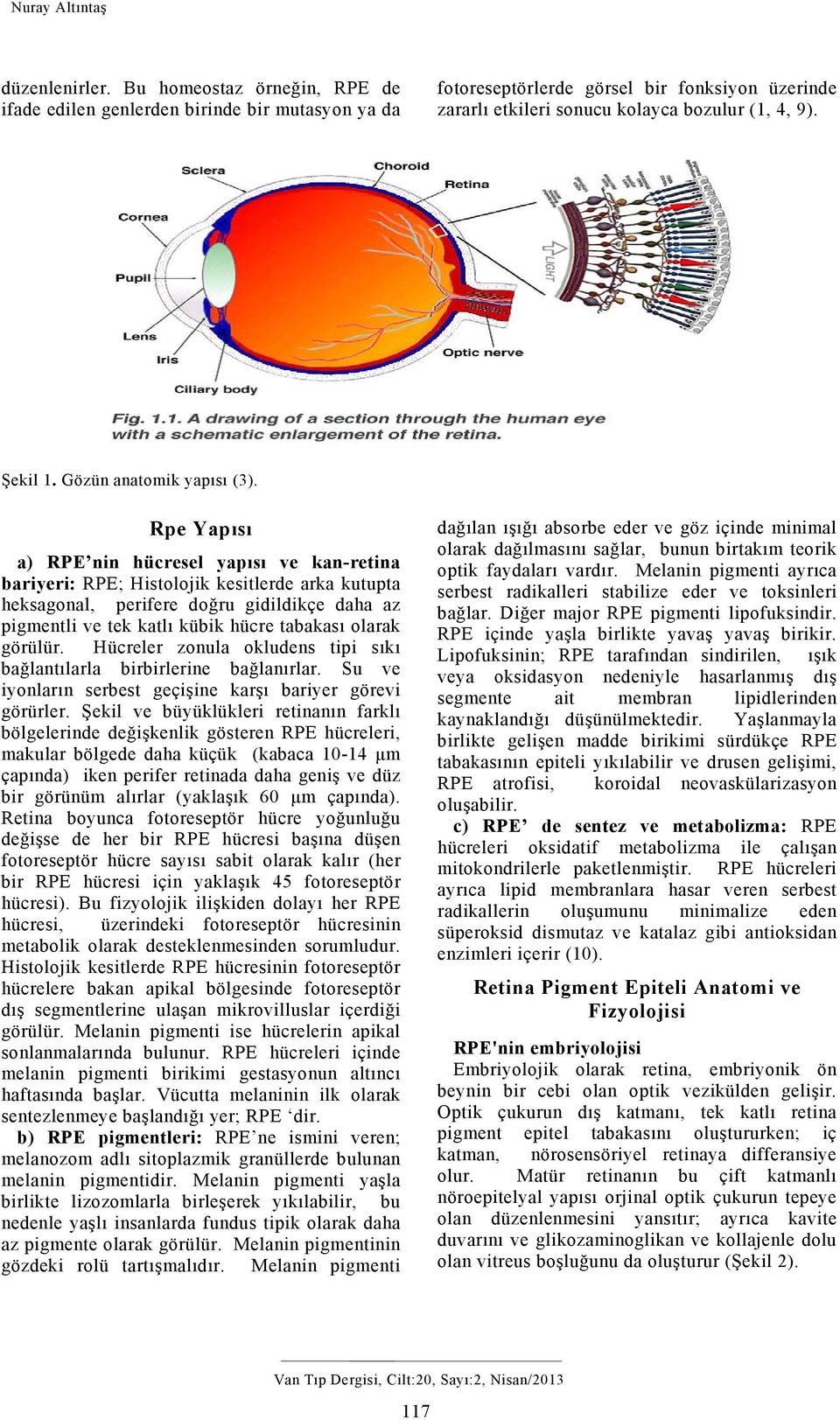 Gözün anatomik yapısı (3).