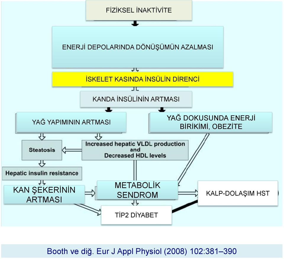 DOKUSUNDA ENERJİ BİRİKİMİ, OBEZİTE KAN ŞEKERİNİN ARTMASI METABOLİK