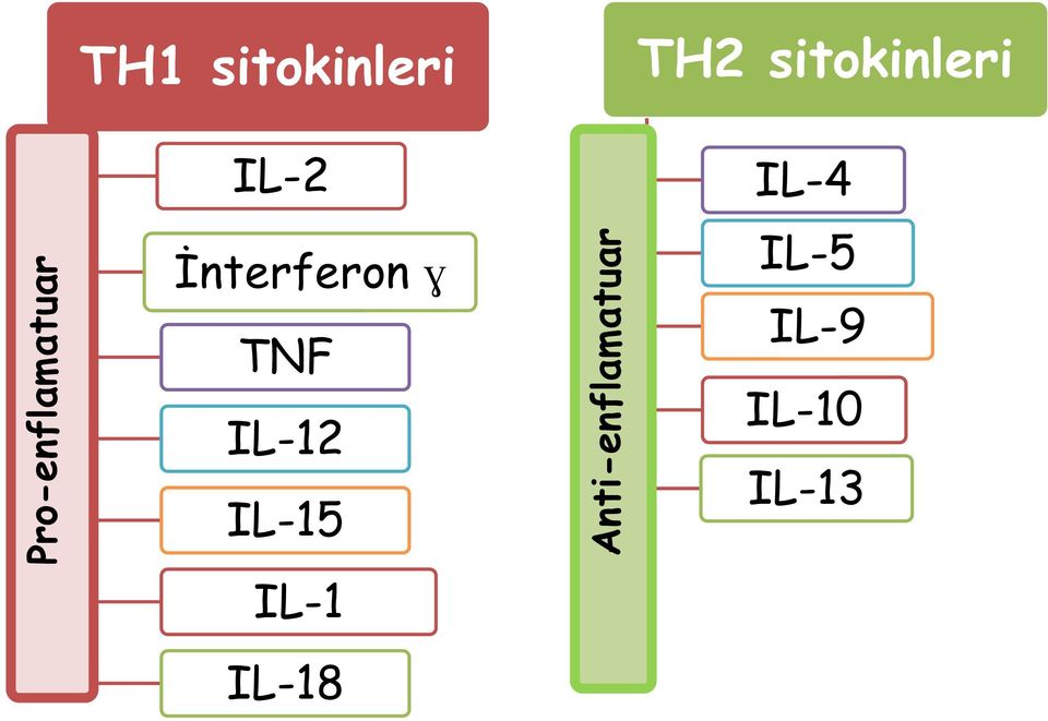 İnterferon ɣ TNF IL-12 IL-15 An