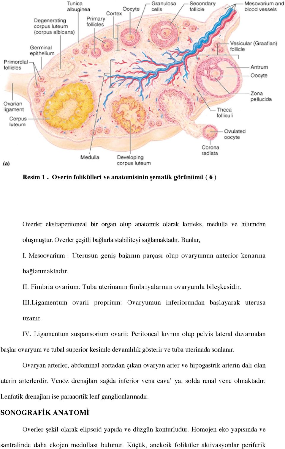 Fimbria ovarium: Tuba uterinanın fimbriyalarının ovaryumla bile$kesidir. III.Ligamentum ovarii proprium: Ovaryumun inferiorundan ba$layarak uterusa uzanır. IV.