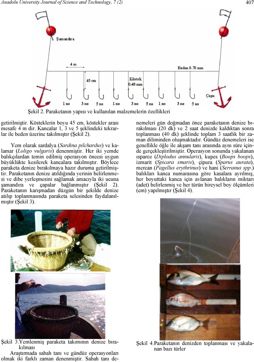 Yem olarak sardalya (Sardina pilchardus) ve kalamar (Loligo vulgaris) denenmiştir. Her iki yemde balıkçılardan temin edilmiş operasyon öncesi uygun büyüklükte kesilerek kancalara takılmıştır.