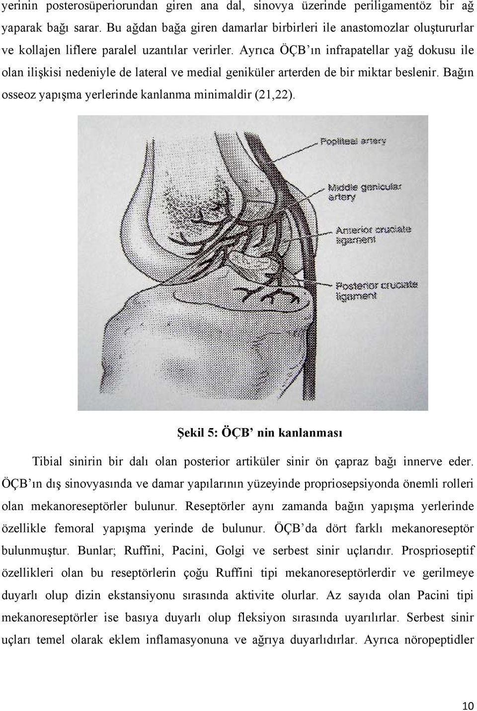 Ayrıca ÖÇB ın infrapatellar yağ dokusu ile olan ilişkisi nedeniyle de lateral ve medial geniküler arterden de bir miktar beslenir. Bağın osseoz yapışma yerlerinde kanlanma minimaldir (21,22).