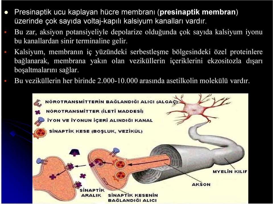 Kalsiyum, membranın iç yüzündeki serbestleşme bölgesindeki özel proteinlere bağlanarak, membrana yakın olan veziküllerin