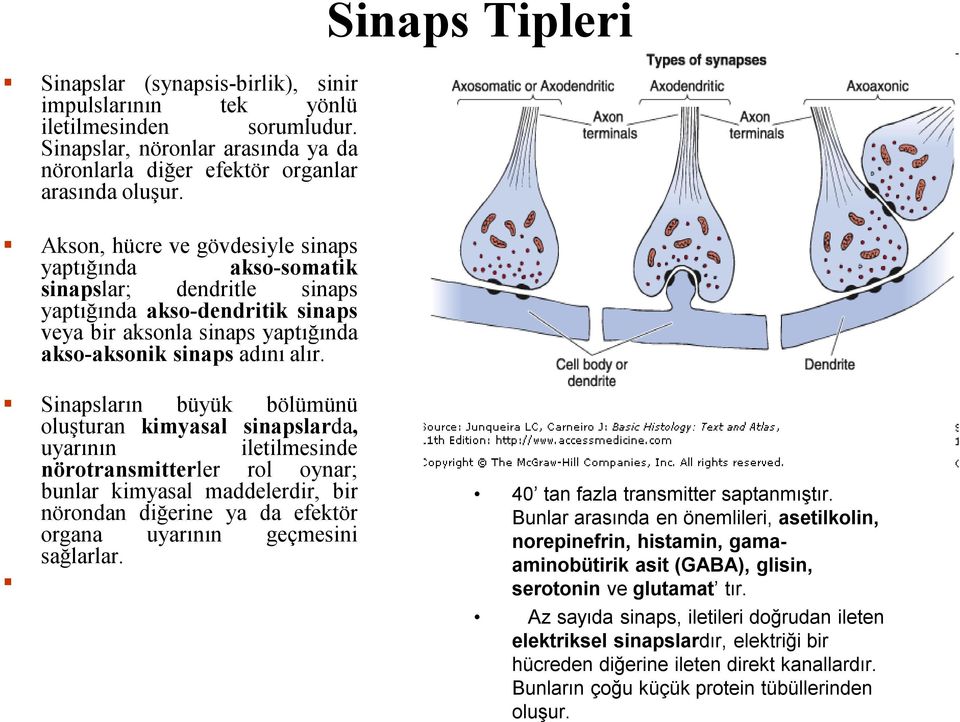 Sinaps Tipleri Sinapsların büyük bölümünü oluşturan kimyasal sinapslarda, uyarının iletilmesinde nörotransmitterler rol oynar; bunlar kimyasal maddelerdir, bir nörondan diğerine ya da efektör organa