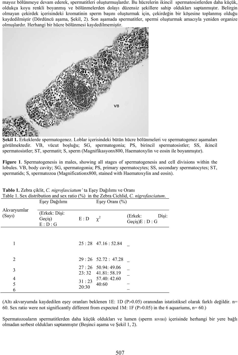 Belirgin olmayan çekirdek içerisindeki kromatinin sperm ba ını olu turmak için, çekirde in bir kö esine toplanmı oldu u kaydedilmi tir (Dördüncü a ama, ekil, 2).