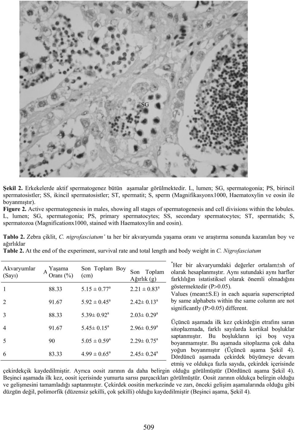 Active spermatogenesis in males, showing all stages of spermatogenesis and cell divisions within the lobules.