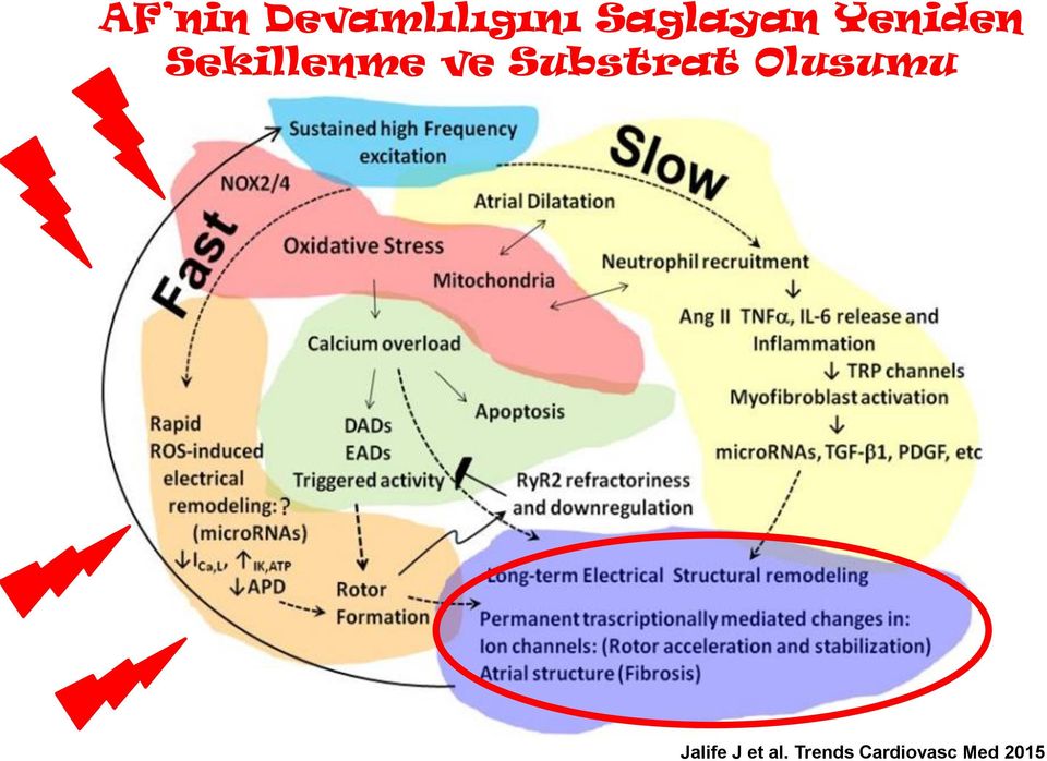 ve Substrat Olusumu Jalife