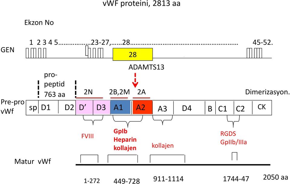 propeptid 763 aa sp D1 D2 D D3 28 ADAMTS13 2N 2B,2M 2A A1 A2 A3 D4