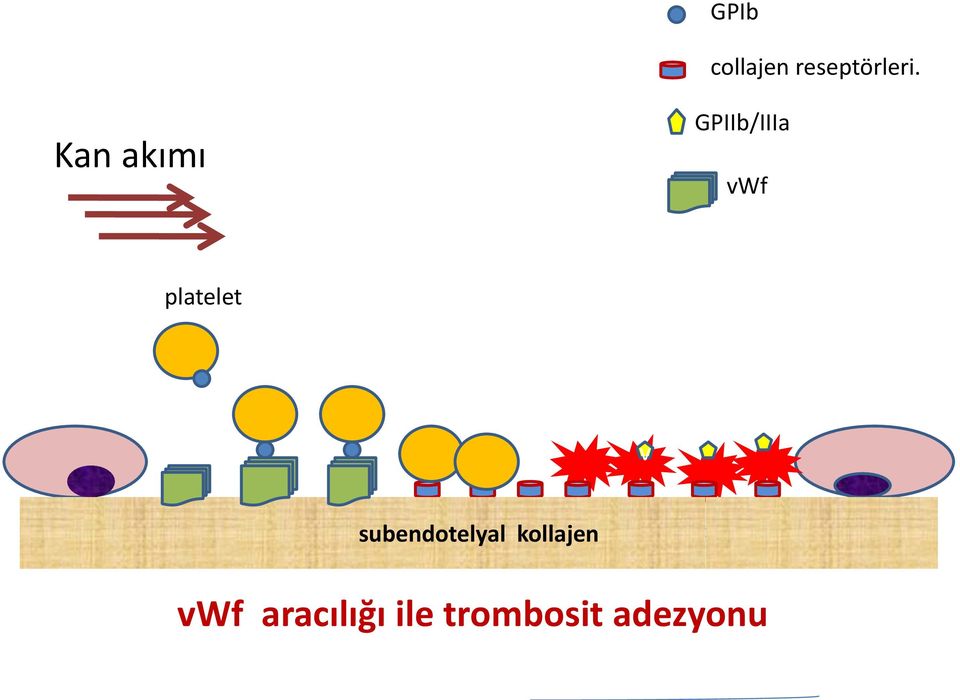 platelet v subendotelyal