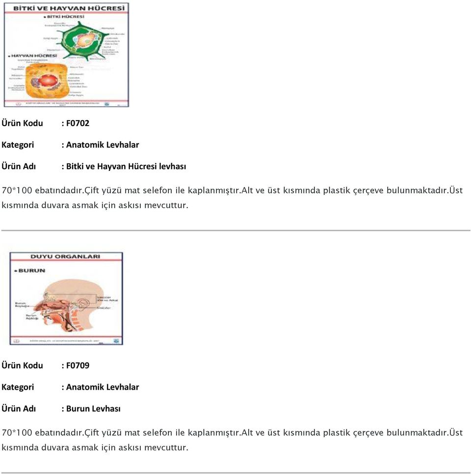 Hücresi levhası