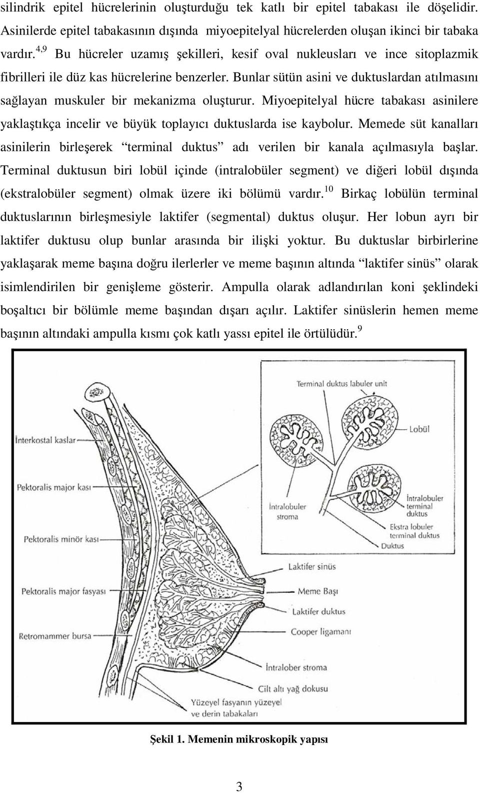 Bunlar sütün asini ve duktuslardan atılmasını sağlayan muskuler bir mekanizma oluşturur. Miyoepitelyal hücre tabakası asinilere yaklaştıkça incelir ve büyük toplayıcı duktuslarda ise kaybolur.