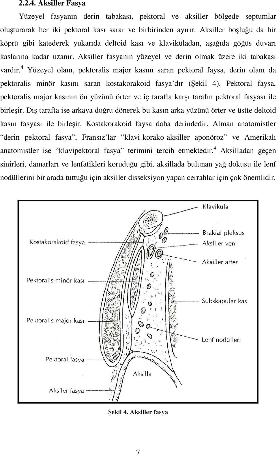 4 Yüzeyel olanı, pektoralis major kasını saran pektoral faysa, derin olanı da pektoralis minör kasını saran kostakorakoid fasya dır (Şekil 4).