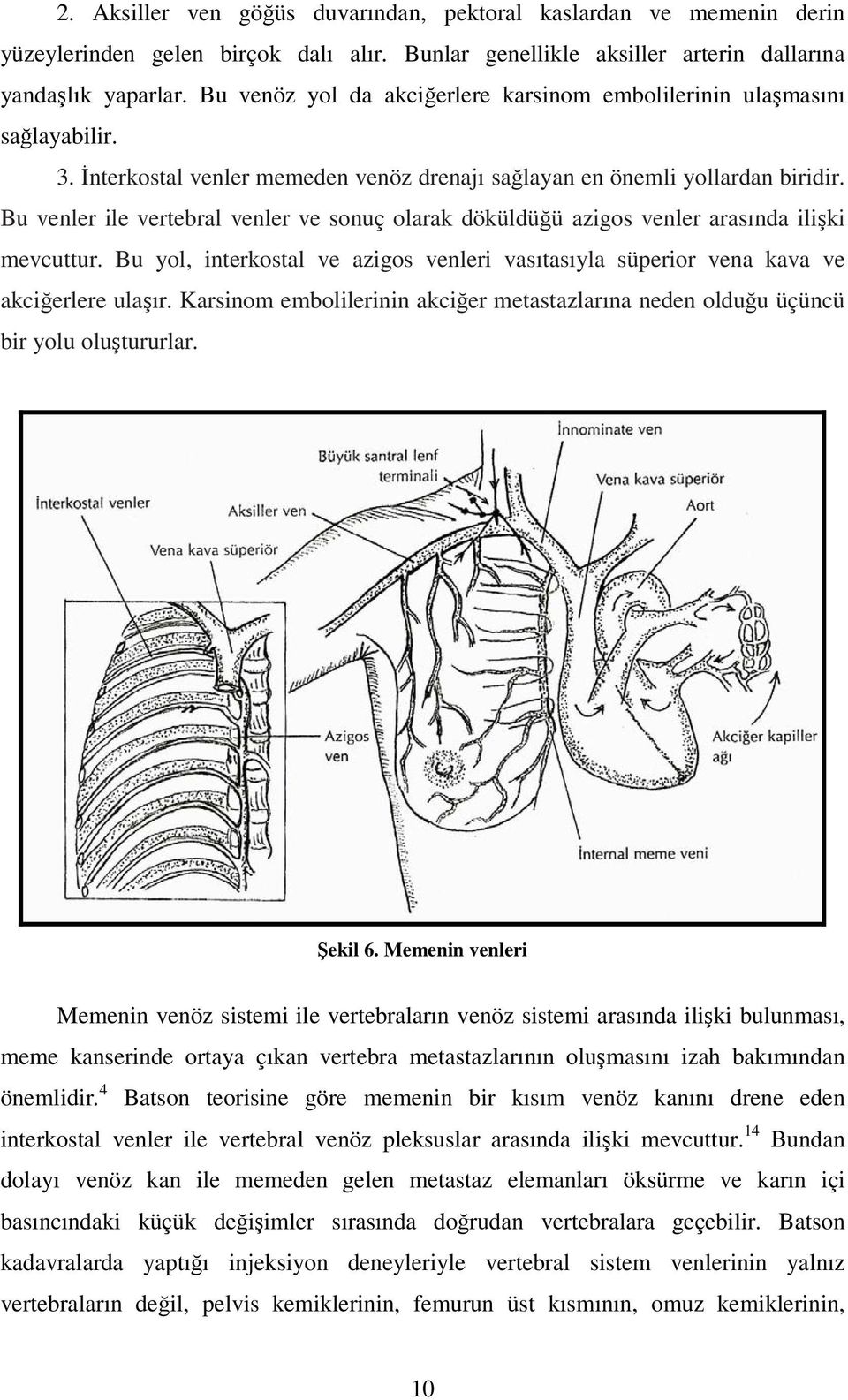 Bu venler ile vertebral venler ve sonuç olarak döküldüğü azigos venler arasında ilişki mevcuttur. Bu yol, interkostal ve azigos venleri vasıtasıyla süperior vena kava ve akciğerlere ulaşır.