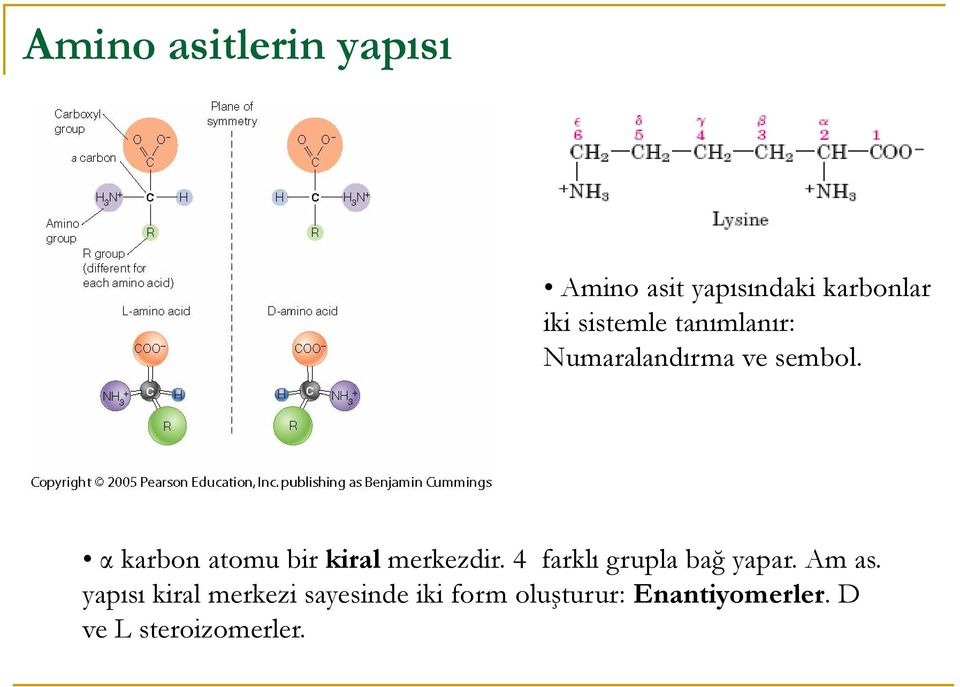 4 farklı grupla bağ yapar. Am as. α karbon atomu bir kiral merkezdir.