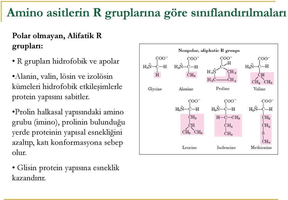 yapısını sabitler.