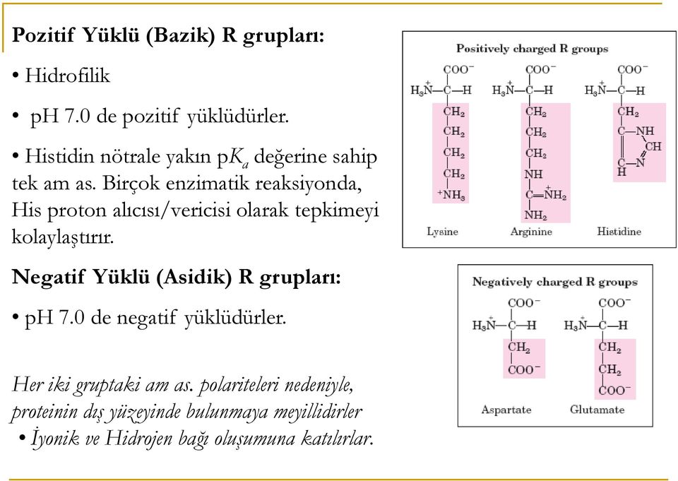 Birçok enzimatik reaksiyonda, His proton alıcısı/vericisi olarak tepkimeyi kolaylaştırır.