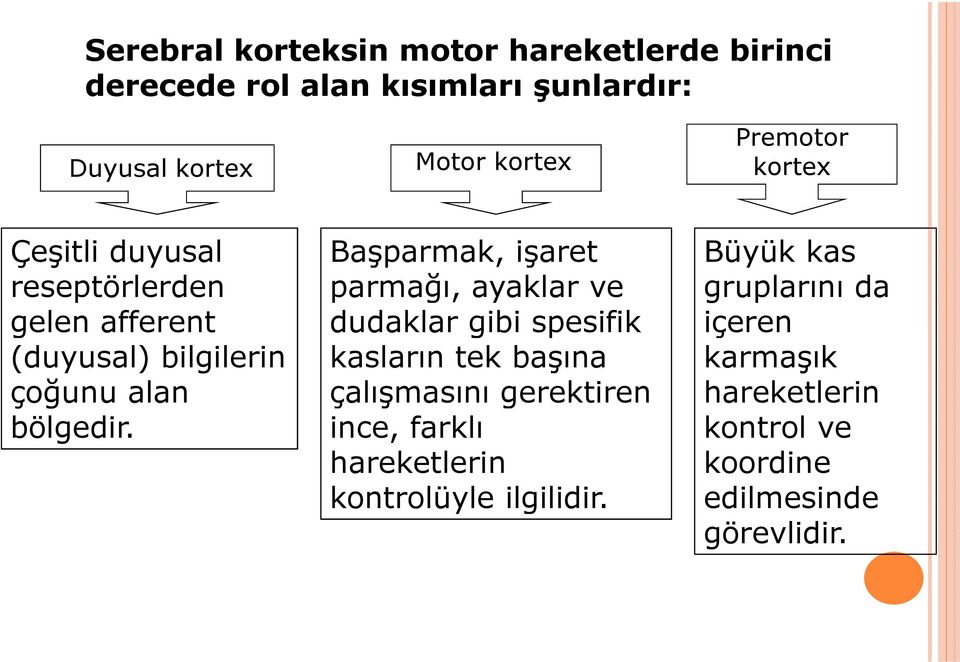 Başparmak, işaret parmağı, ayaklar ve dudaklar gibi spesifik kasların tek başına çalışmasını gerektiren ince, farklı