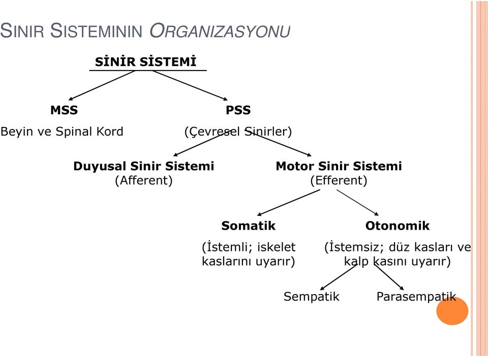 Sistemi (Efferent) Somatik (Đstemli; iskelet kaslarını uyarır)