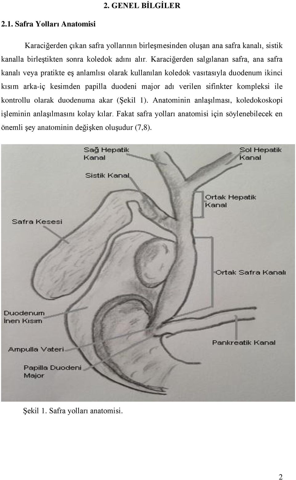 Karaciğerden salgılanan safra, ana safra kanalı veya pratikte eş anlamlısı olarak kullanılan koledok vasıtasıyla duodenum ikinci kısım arka-iç kesimden papilla