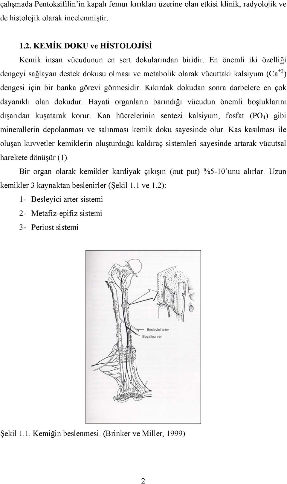 En önemli iki özelliği dengeyi sağlayan destek dokusu olması ve metabolik olarak vücuttaki kalsiyum (Ca +2 ) dengesi için bir banka görevi görmesidir.