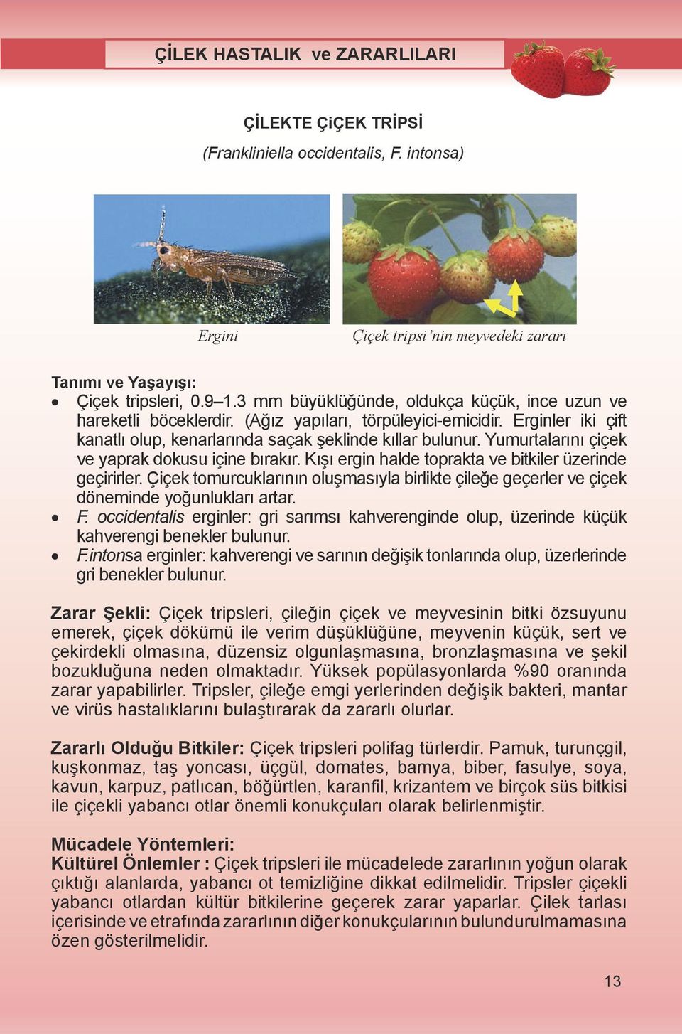 3 mm mm büyüklü ünde, oldukça küçük, ince ince uzun uzun hareketli Çiçek tripsleri, böceklerdir 0.9 1.3 (A z (A z mm yap lar, büyüklüğünde, törpüleyici-emicidir.