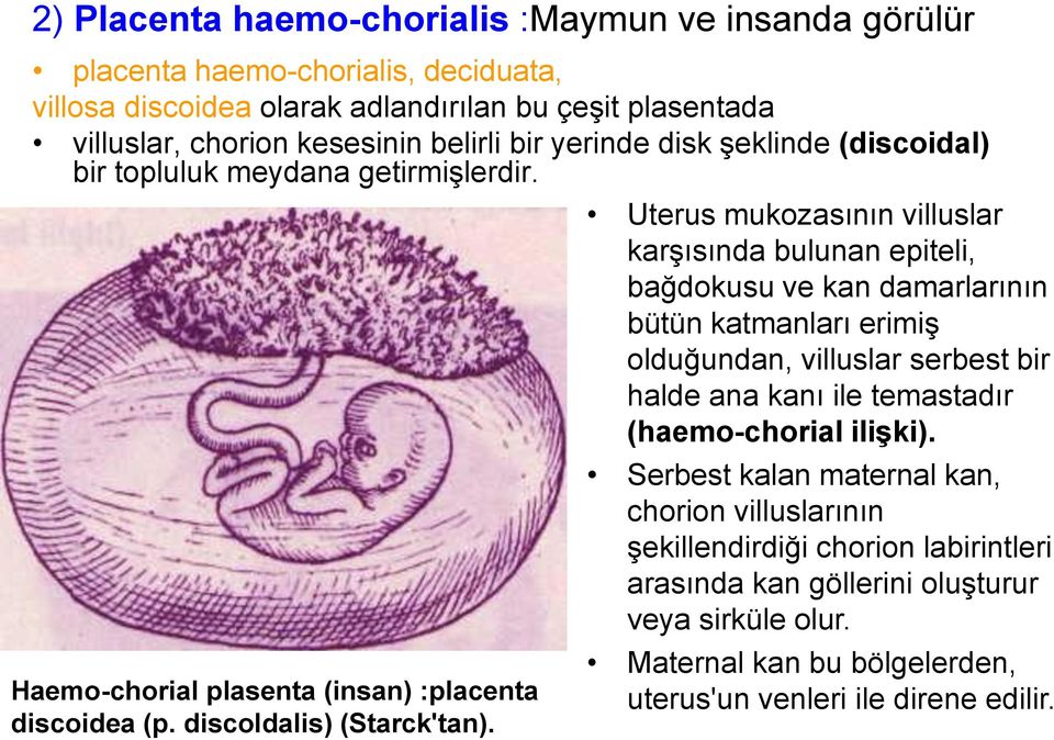 Uterus mukozasının villuslar karşısında bulunan epiteli, bağdokusu ve kan damarlarının bütün katmanları erimiş olduğundan, villuslar serbest bir halde ana kanı ile temastadır