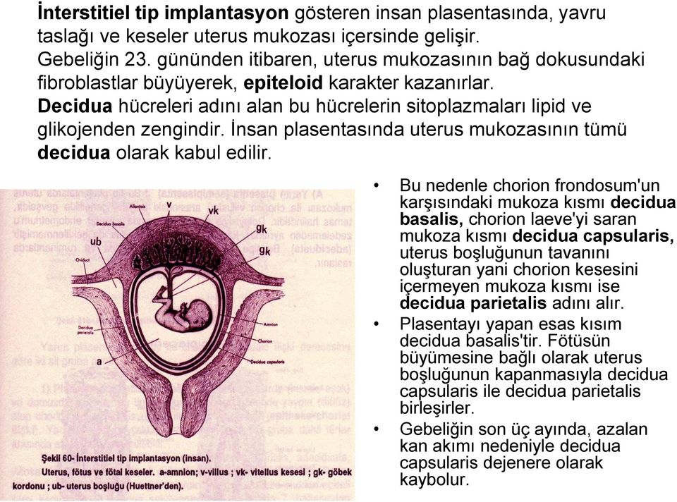 İnsan plasentasında uterus mukozasının tümü decidua olarak kabul edilir.