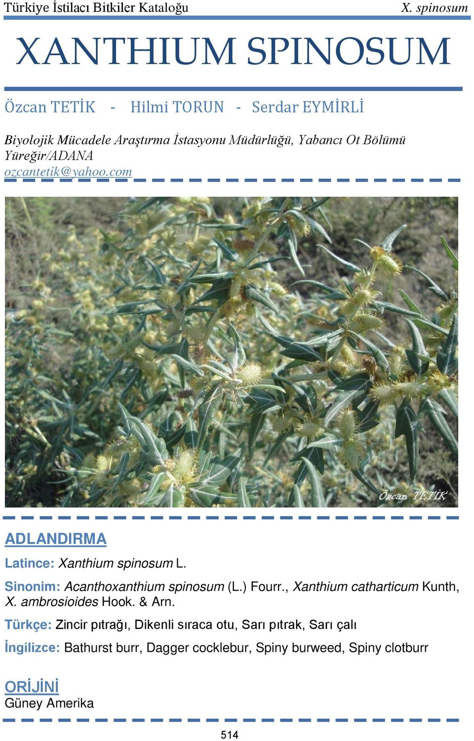 Sinonim: Acanthoxanthium spinosum (L.) Fourr., Xanthium catharticum Kunth, X. ambrosioides Hook. & Arn.