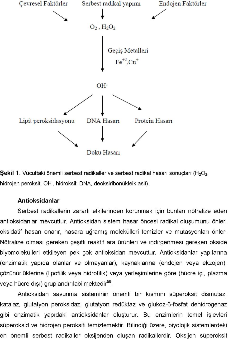 Antioksidan sistem hasar öncesi radikal oluģumunu önler, oksidatif hasarı onarır, hasara uğramıģ molekülleri temizler ve mutasyonları önler.