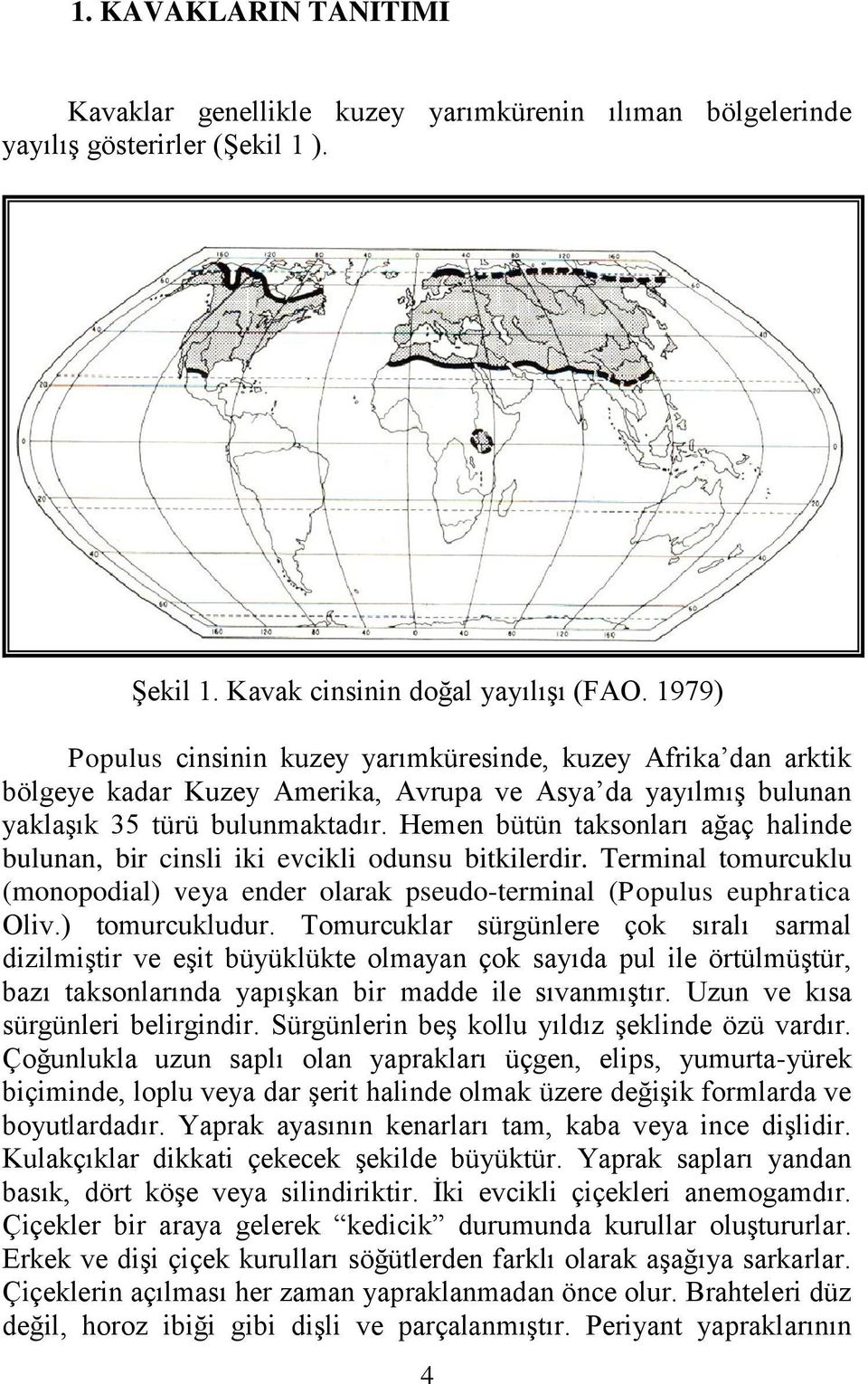 Hemen bütün taksonları ağaç halinde bulunan, bir cinsli iki evcikli odunsu bitkilerdir. Terminal tomurcuklu (monopodial) veya ender olarak pseudo-terminal (Populus euphratica Oliv.) tomurcukludur.